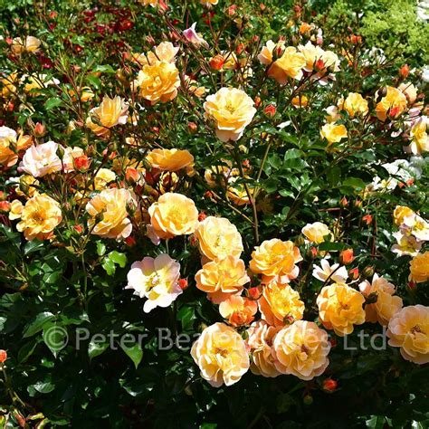 Amber Flower Carpet Procumbent Rose Peter Beales Roses The World
