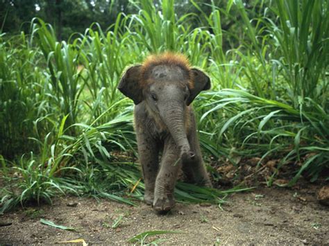 The 35 Cutest Baby Elephants You Will See Today Twistedsifter