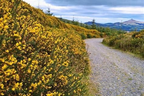 Irish Wildflowers Guide The Most Beautiful Flowers That You Should Know