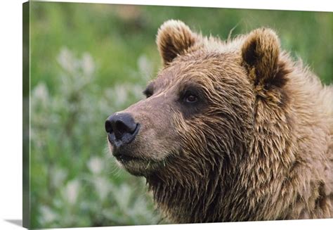 Grizzly Bear Portrait Denali National Park And Preserve Alaska Wall