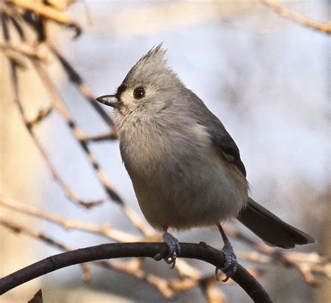 Tails Of Birding Tufted Titmouse Small Bird With A Crest