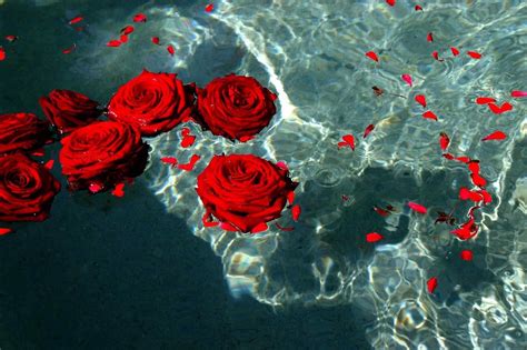 10 Most Popular Red Rose Background Tumblr Full Hd 1080p