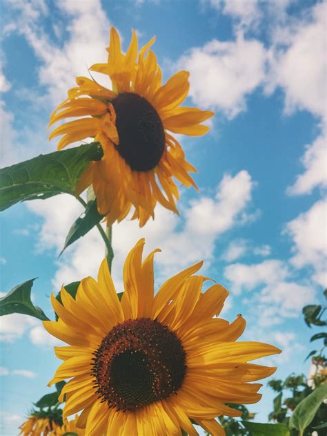 Excellent Sunflower Aesthetic Wallpaper Desktop You Can Use It At No
