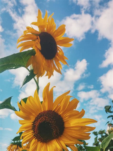 Sunflowers Background Phone Backgrounds Wallpaper Aes