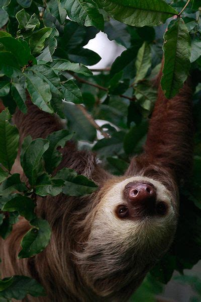 The Week In Wildlife In Pictures Cute Baby Sloths