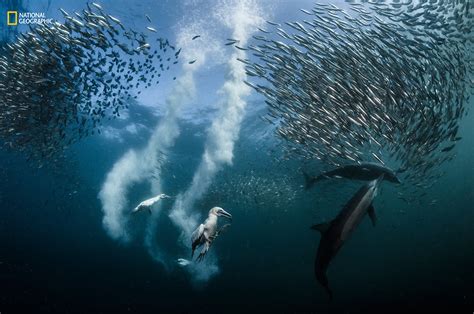 National Geographic Nature Photographer Of The Year 2016 Contest