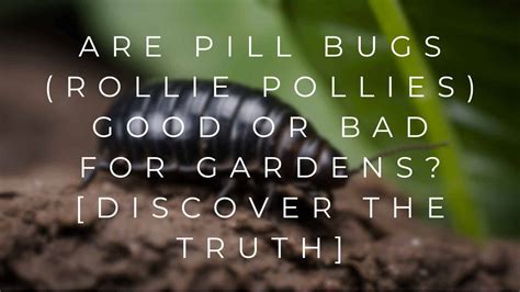 Are Pill Bugs Rollie Pollies Good Or Bad For Gardens Discover The