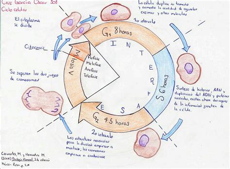 Esquema 4 Del Ciclo Celular Libros De Matemáticas Ciclo Celular