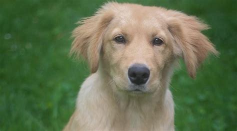 Whippet Mixes 20 Different Popular Crossbreeds With Pictures 2022