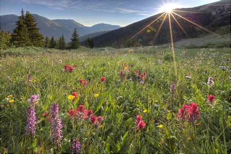 Colorado Wildflowers Reach For The Sun In This Sunrise Image From The