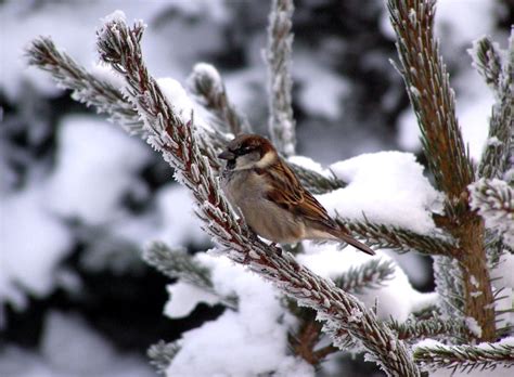 Auch wasser ist oft mangelware, besonders bei. Vogel im Winter Foto & Bild | tiere, natur Bilder auf ...