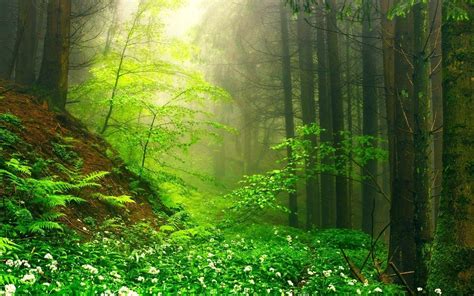 Misty Forest In Springtime Full Hd Wallpaper And Hintergrund