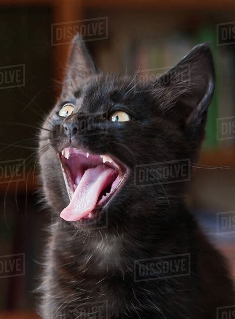 Black Cat Hissing In Anger Stock Photo Dissolve