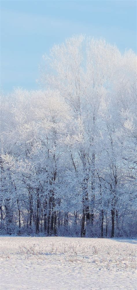 Wallpaper White Trees Snow Clean Sky Plants Winter Resolution