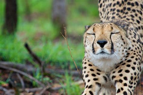 Stretching Cheetah In The African Bush Smithsonian Photo Contest