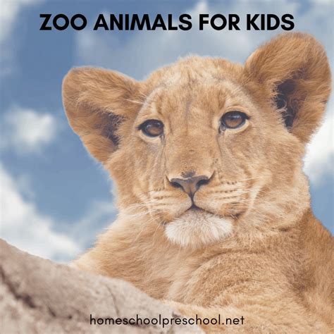 How to Teach About Zoo Animals for Kids