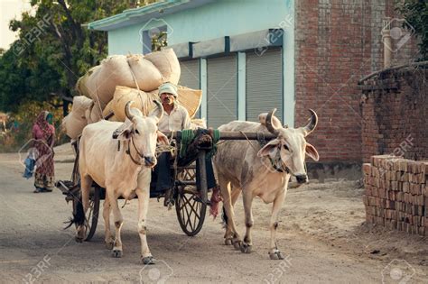 Indian Bullock Cart Or Ox Cart Run By Man In Village Stock Photo