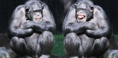 Laughing Monkeys Annie Clark
