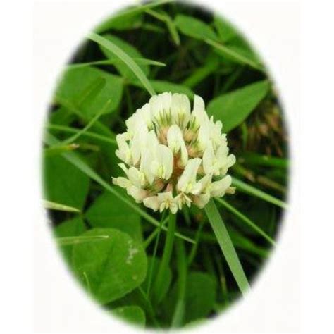 Wild White Clover Seeds Trifolium Repens From Wildflowers Uk