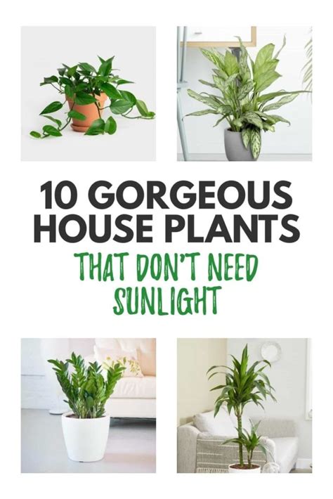 10 Of The Best Indoor Plants That Dont Need Sunlight 2022