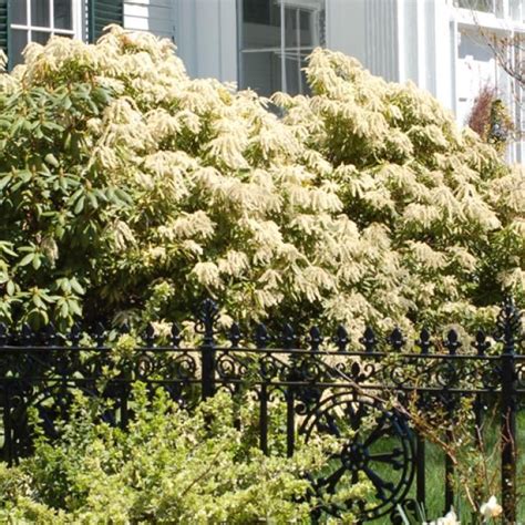 Best Choices For Those Hard To Plant Areas Shade Shrubs