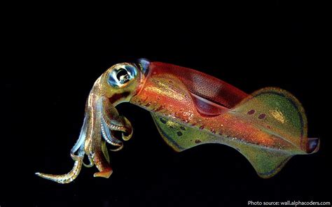 Interesting Facts About Squids Just Fun Facts