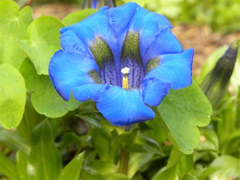 The Bluest Blue Aucalis Alpine Gentian Beautiful Flowers Flowers