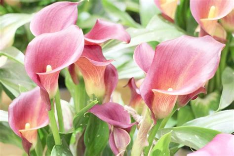 Calla Lily Plant Zantedeschia Flower How To Grow Care Indoors