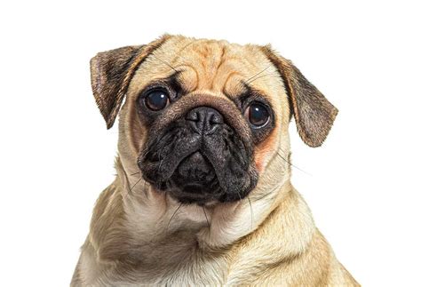 How Much Do Pugs Cost Without Papers