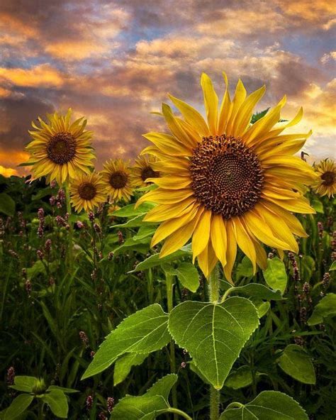 Pin By Abigale Brown On Sunflowers Sunflower Images Sunflower Dusk