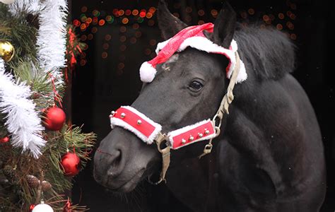 12 Questions All Horse People Ask Themselves As Christmas Approaches