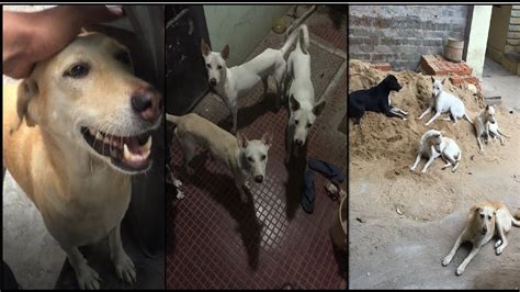 My Journey With The Street Dogs Part 1 Streetdogs