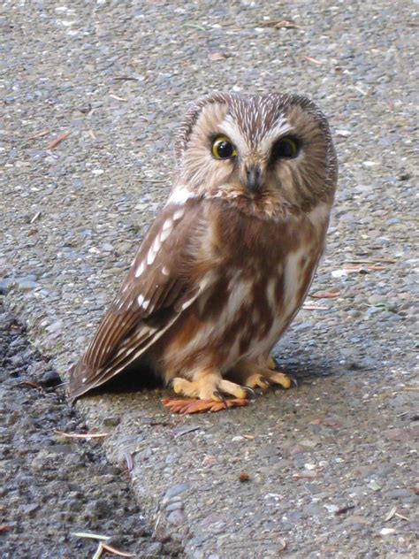 A Rarely Seen Owl Of The Forest A Northern Saw Whet Owl Mendonoma Sightings