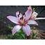 Gardening And Flowers Pink White Lily Picture