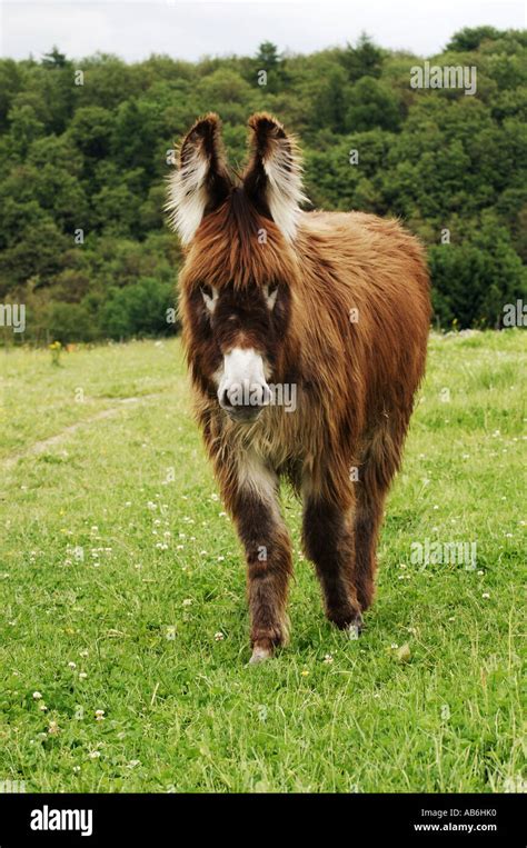Donkey Standing On Meadow Stock Photo Alamy