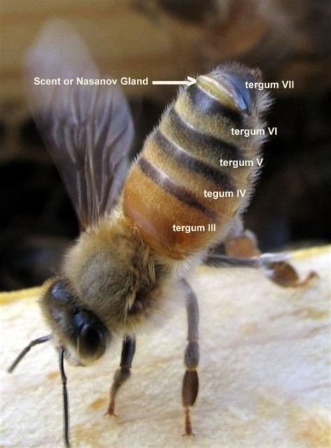 Honey Bee Posture During Emission Of Pheromone From Nasonov Gland At