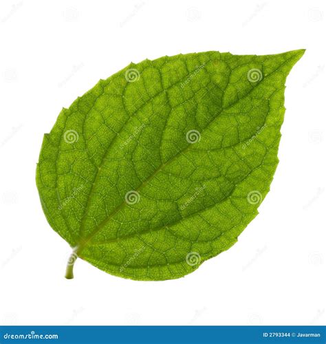 Isolated Green Leaf Stock Photo Image Of Pattern Botany 2793344