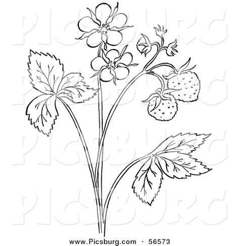 Strawberry Plant Coloring Page At Free Printable