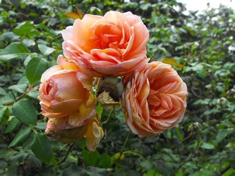Ten Best Climbing Roses For Your Garden Lawn Mower Hut