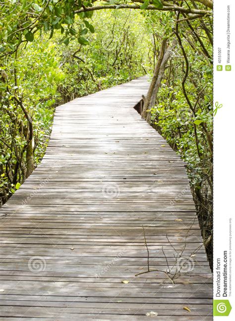 Wood Bridge Into The Forest Rhizophora Apiculata Stock Image Image