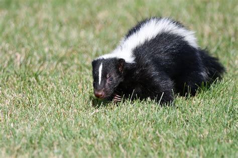 Why Are Skunks Called Polecats Defendersblog