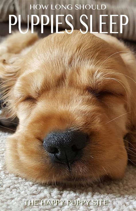 How Many Hours A Day Do Dogs Sleep The Happy Puppy Site