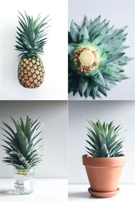 Express O Grow Your Own Pineapple Plant Plants Trendy Plants
