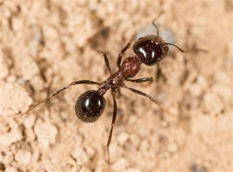 Ants And Fire Ants Poison Center Tampa