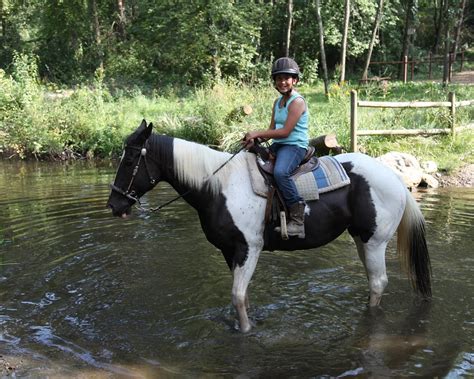 The 10 Best Michigan Horseback Riding Tours Updated 2024