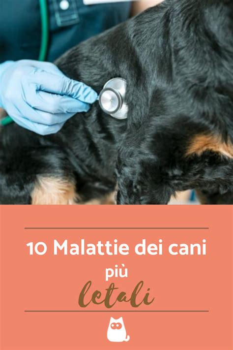 Le Malattie Dei Cani Potenzialmente Mortali Cause E Prevenzione Cani Malattia