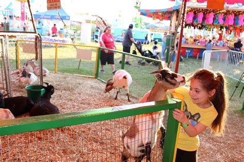 Attractions Petting Zoo Dreamland Amusements