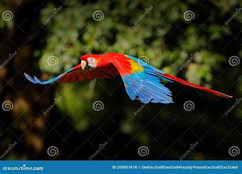 Red Parrot Flying In Dark Green Vegetation Scarlet Macaw Ara Macao