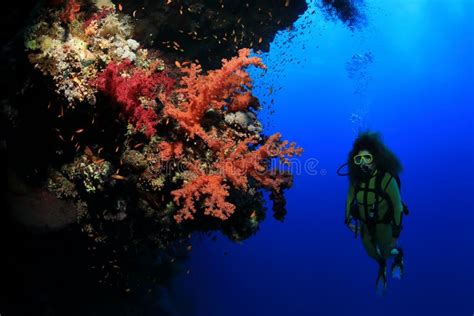 Hermoso Arrecife De Coral Y Buceo Foto De Archivo Imagen De Recorrido