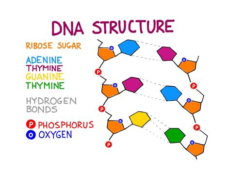 Dna Model Labeled With Hydrogen Bonds